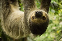 Southern Two-toed Sloth (Choloepus didactylus) hanging upside down from tree