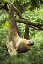 Southern Two-toed Sloth (Choloepus didactylus) hanging upside down from tree