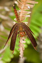Grasshawk Dragonfly (Neurothemis fluctuans) male on a fern frond, Endau-Rompin National Park, Malaysia