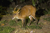 Barking Deer (Muntiacus muntjak) male at night, Malaysia