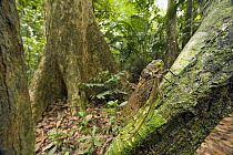 Giant Cicada (Pomponia imperatoria) in tropical rainforest, Endau-Rompin National Park, Malaysia