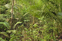 Rainforest interior, Endau-Rompin National Park, Malaysia. This humid jungle is one of the world's oldest rainforest. It has survived, untouched by the ice ages, for 130 million years