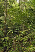 Rainforest interior - this humid jungle is one of the world's oldest rainforest. It has survived untouched by the ice ages for 130 million years, Endau-Rompin National Park, Malaysia