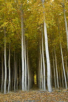 Cottonwood (Populus sp) hybrid tree farm grown for pulp and fiber, primarily for paper production, Washington