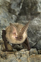 Townsend's Big-eared Bat (Corynorhinus townsendii) roosting in Gold Stake Mine, Coleville National Forest, Washington