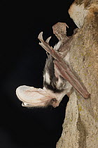 Spotted Bat (Euderma maculatum) roosting at night near Grand Canyon, Kaibab National Forest, Arizona