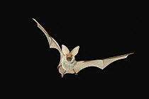 Spotted Bat (Euderma maculatum) flying at night near the edge of the Grand Canyon, Kaibab National Forest, Arizona