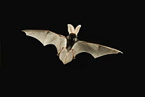 Spotted Bat (Euderma maculatum) flying at night near the edge of the Grand Canyon, Kaibab National Forest, Arizona