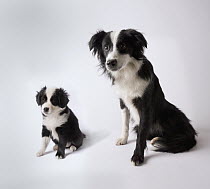 Border Collie and Australian Shepherd (Canis familiaris) mix female at nine weeks on the left and nine months old on the right
