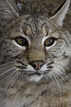 Bobcat (Lynx rufus) portrait, North America