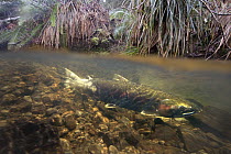Coho Salmon (Oncorhynchus kisutch) female guarding her redd in Thompson Creek, Oregon