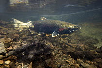 Coho Salmon (Oncorhynchus kisutch) female guarding her redd in Thompson Creek, Oregon