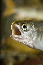 Coho Salmon (Oncorhynchus kisutch) fry
