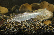 Coho Salmon (Oncorhynchus kisutch) fry
