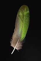 Iris Glossy-Starling (Coccycolius iris) feather, native to lowlands in West Africa