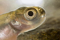 Coho Salmon (Oncorhynchus kisutch) alevin