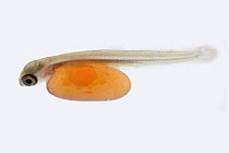 Coho Salmon (Oncorhynchus kisutch) alevin moments after hatching from egg, Washington