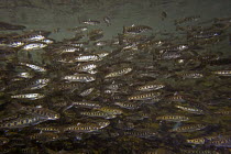 Rainbow Trout (Oncorhynchus mykiss) fry in a rearing pond at the Vancouver Trout Hatchery, Washington
