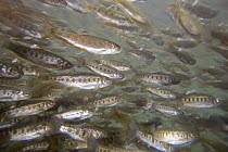 Rainbow Trout (Oncorhynchus mykiss) fry in a rearing pond at the Vancouver Trout Hatchery, Washington