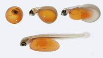 Coho Salmon (Oncorhynchus kisutch) hatches from its egg, Washington