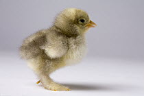Domestic Chicken (Gallus domesticus), banty morph, about one week after hatching
