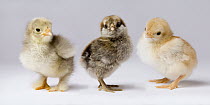 Domestic Chicken (Gallus domesticus) chicks showing genetic variation used to bring out traits that help poultry producers