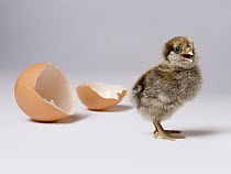 Domestic Chicken (Gallus domesticus) hatchling with egg shell