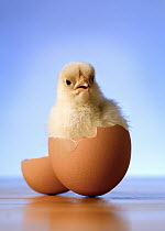 Domestic Chicken (Gallus domesticus) hatchling in egg shell
