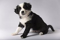 Border Collie (Canis familiaris) and Australian Shepherd (Canis familiaris) female at nine weeks old