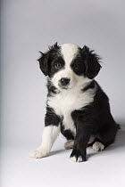 Border Collie (Canis familiaris) and Australian Shepherd (Canis familiaris) female at nine weeks old