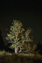 Western Juniper (Juniperus occidentalis) tree at night in the Ochoco National Forest, Oregon