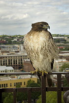 Red-tailed Hawk (Buteo jamaicensis) roosting on a fire escape in downtown Portland, Oregon