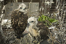 Red-tailed Hawk (Buteo jamaicensis) fledgling pair in nest on fire escape in downtown Portland, Oregon