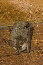 Townsend's Big-eared Bat (Corynorhinus townsendii) roosting in an abandoned house, Oregon