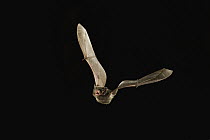 Silver-haired Bat (Lasionycteris noctivagans) flying at night, Ochoco National Forest, Oregon