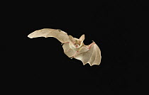 Pallid Bat (Antrozous pallidus) flying at night, Kaibab National Forest, Arizona