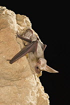 Pallid Bat (Antrozous pallidus) roosting at night near Marble Canyon, Arizona