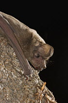 Brazilian Free-tailed Bat (Tadarida brasiliensis) roosting at night, Coconino National Forest, Arizona