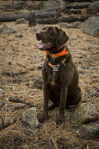 Chocolate Labrador Retriever (Canis familiaris) named CJ, sitting to indicate he has located a bat roosting site, Coconino National Forest, Arizona