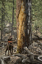 Chocolate Labrador Retriever (Canis familiaris) named CJ, indicating he has located a bat roosting site in old ponderosa snag, Coconino National Forest, Arizona