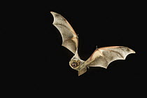 Hoary Bat (Lasiurus cinereus) flying at night, Kaibab National Forest, Arizona