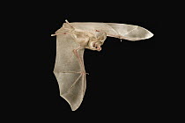 California Leaf-nosed Bat (Macrotus californicus) flying at night, Copper Mountains, Cabeza Prieta National Wildlife Refuge, Arizona