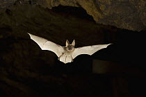 Townsend's Big-eared Bat (Corynorhinus townsendii) flying in abandoned mercury sulfide mine, central Oregon