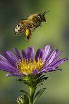 Honey Bee (Apis mellifera) with pollen baskets taking flight from garden flower