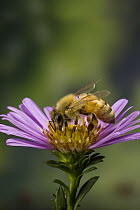 Honey Bee (Apis mellifera) with pollen baskets on garden flower