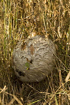 Bald-faced Hornet (Dolichovespula maculata) nest in grasses, western Oregon