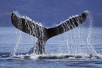 Humpback Whale (Megaptera novaeangliae) tail-slapping, Alaska