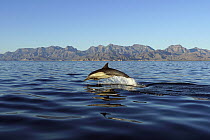 Long-beaked Common Dolphin (Delphinus capensis) jumping, Sea of Cortez, Mexico