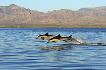 Long-beaked Common Dolphin (Delphinus capensis) trio jumping, Sea of Cortez, Mexico