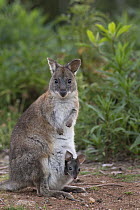 Red-necked Pademelon (Thylogale thetis) mother with six-month-old joey in pouch, Lamington National Park, Australia